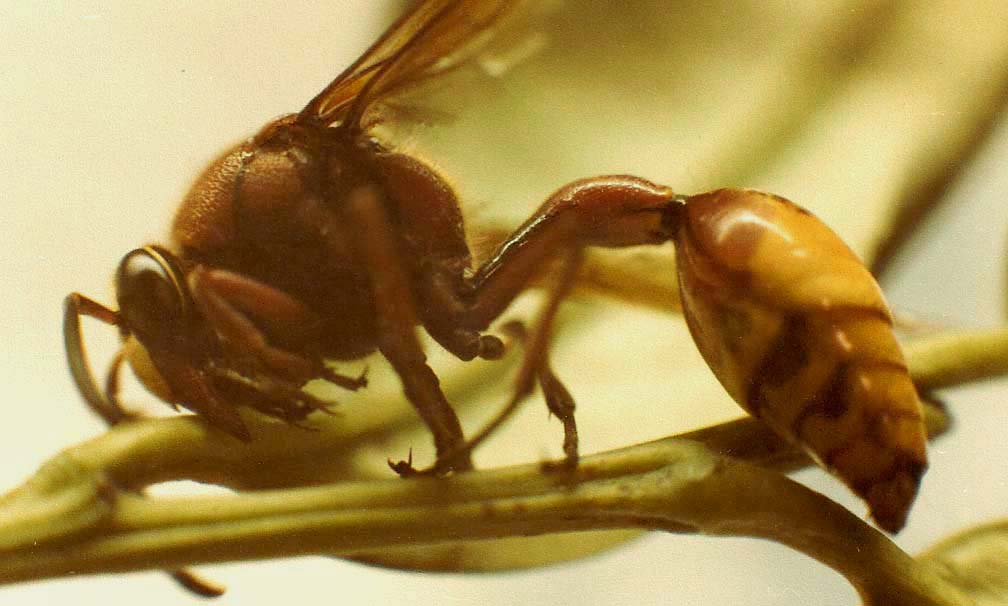 Sceliphron curvatum (Sphecidae)